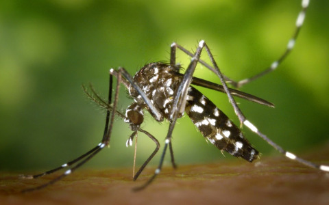 Interventi di disinfestazione per il virus West Nile ad Abbiategrasso: date e zone interessate