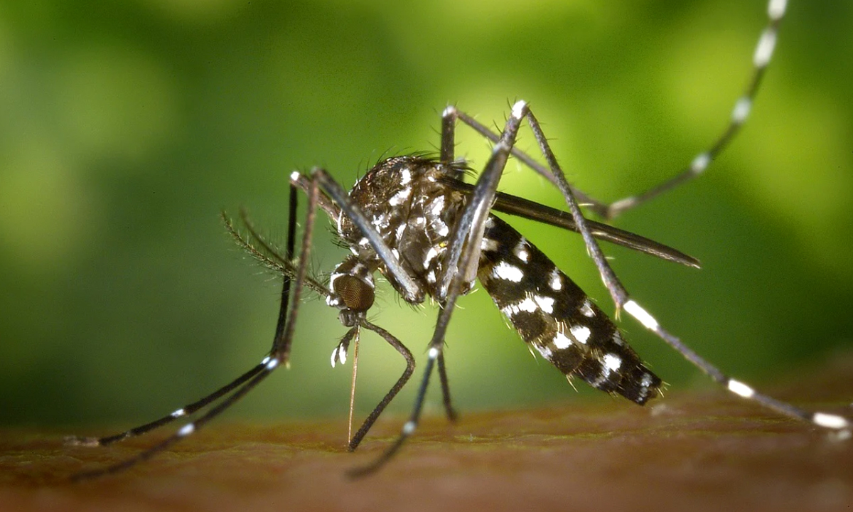 Interventi di disinfestazione per il virus West Nile ad Abbiategrasso: date e zone interessate